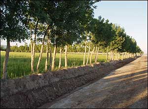 تمیم