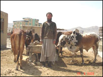 نسل گيری در گاو ها