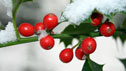 Theme: Christmas