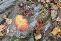 Dail ac aeron yr hydref