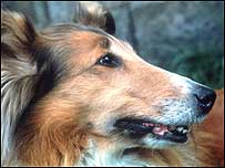 Collie dog