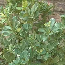 Pittosporum tobira 'Variegatum'