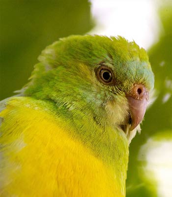 parakeet_head_jeff_cohen.jpg