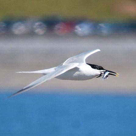 Sandwich tern at Cemlyn Bay on Anglesey - Linda Edwards