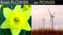 Daffodils and windfarm