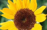 The Widow's Tale programme information (Image: sunflower)