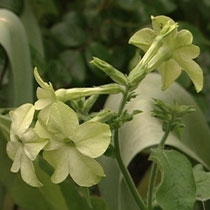 Nicotiana 'Lime Green'