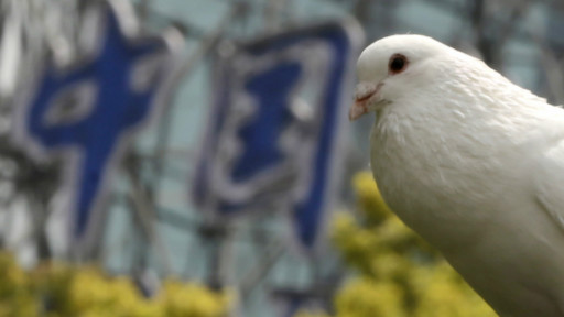 鸽子在树上休息