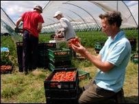 在温室内收草莓