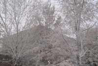 Fel eira ar frigau'r coed.