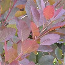 Cotinus 'Grace'