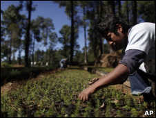 Proyecto de reforestación en México