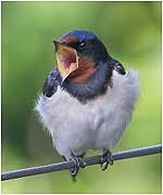 Yawning Swallow