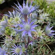 Eyryngium bougatii 'Picos Amethyst'