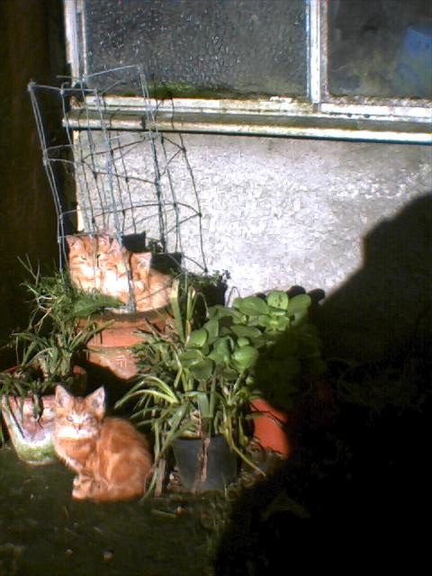 cats in the sun