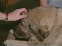 Cadela recebe tratamento de acupuntura