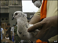 Nuôi chim bồ câu ở nhà