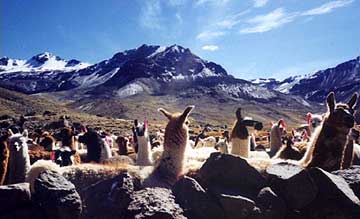 An alpaca farm in the Andes, Peru