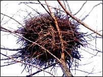 د کيشکرې ځاله چې خالي ده 