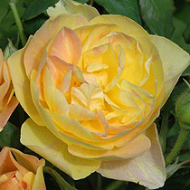 Rosa 'Thumbs Up'
