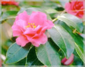 Camellia