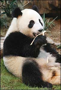 Giant panda