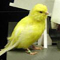 Nebbish the canary