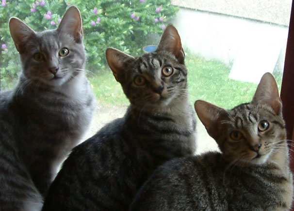 Skye, Felix and Claude say hiya