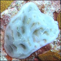 invertebrado marinho