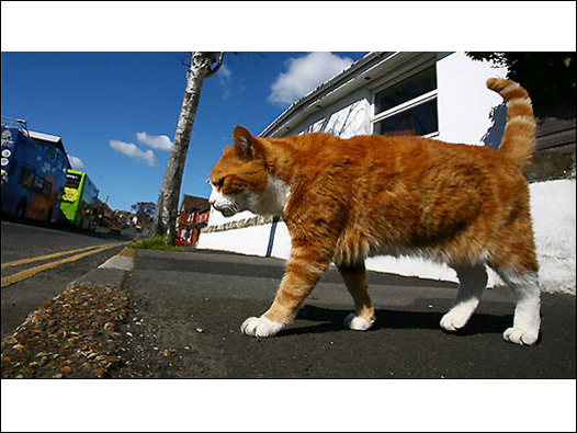 一只可爱而神奇的猫独自过马路、走向超市，但不知是否去买菜。