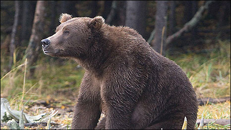 Grizzly bear
