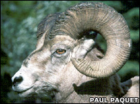 Big horn sheep
