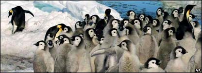 Emperor penguins