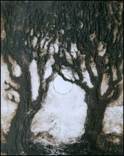 Edge of the Forest 