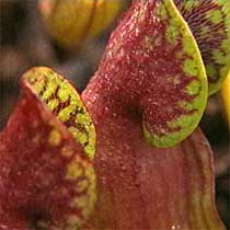 Sarracenia