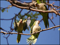 پرنده ها در درخت توت.