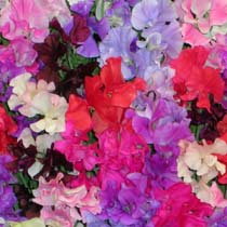 Lathyrus 'Spencer mixed'
