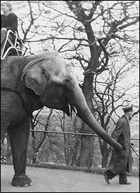 Elephant at Dudley Zoo in 1955