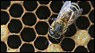 نحلة تصنع العسل