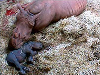 Ntombi and calf Nyala 