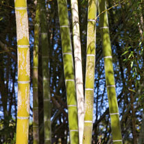 Moso bamboo