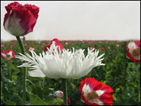 دکوکنارو بوټي