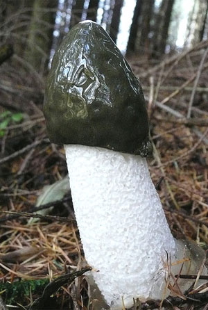 Dog stinkhorn (phallus impudicus) by brackenb.