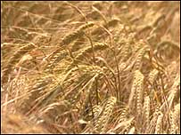 Wheat