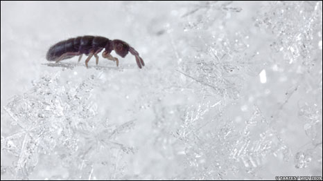 Urmas Tartes / Veolia Environnement Wildlife Photographer of the Year 2009/ Veolia Environnement Wildlife Photographer of the Year é propriedade do Natural History Museum e BBC Wildlife Magazine