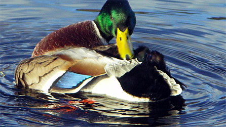 mallard_fordenphotographer.jpg