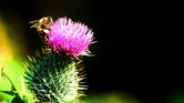 Bee on Thistle...