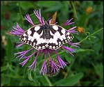 Marbled white butterfly. Photo: Jerry Burman