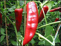 लाल मिर्च