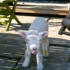 "Waupie, my lamb"